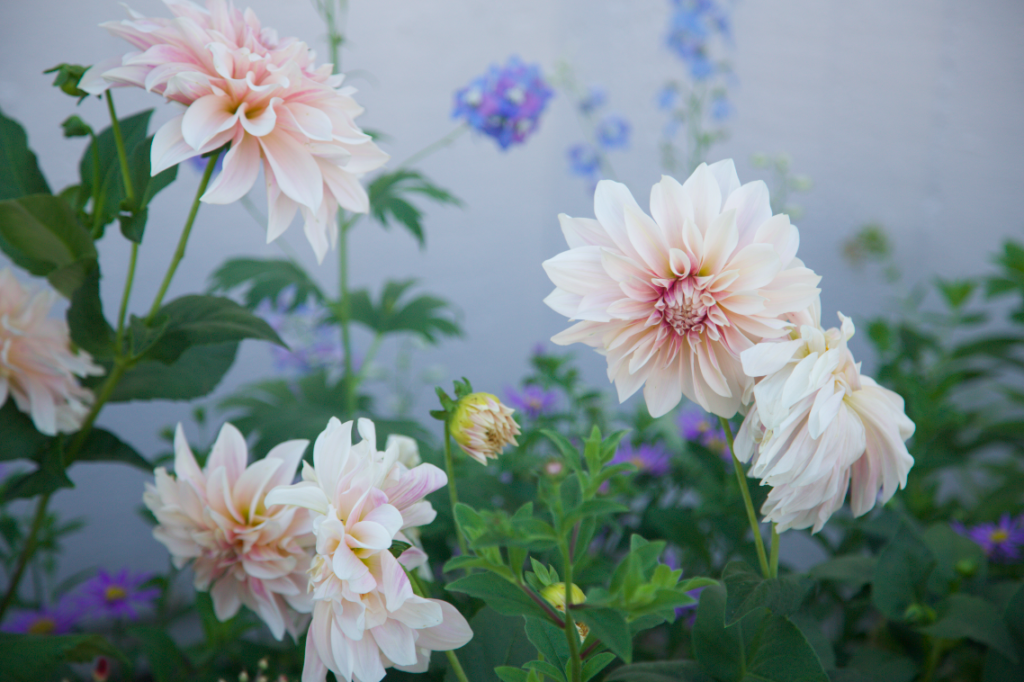 banana republic, br, itsbr, banana republic style, fall, campaign, modeling, model, sponsor, sweater, slacks, peach, pink, pattern, black and white, chic, palo alto, los angeles, chinese, fashion blogger, asian style, korean, kstyle, hallyu, idol, iu, cute, girl, teen, hairstyle, makeup, ootd, outfit, la blogger, pastel, flowers, hydrangea